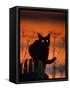 Black Domestic Cat, Silhoutte at Sunset with Eyes Reflecting Light-Jane Burton-Framed Stretched Canvas