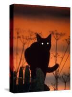 Black Domestic Cat, Silhoutte at Sunset with Eyes Reflecting Light-Jane Burton-Stretched Canvas