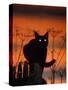 Black Domestic Cat, Silhoutte at Sunset with Eyes Reflecting Light-Jane Burton-Stretched Canvas