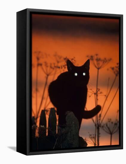 Black Domestic Cat, Silhoutte at Sunset with Eyes Reflecting Light-Jane Burton-Framed Stretched Canvas