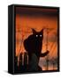 Black Domestic Cat, Silhoutte at Sunset with Eyes Reflecting Light-Jane Burton-Framed Stretched Canvas