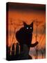 Black Domestic Cat, Silhoutte at Sunset with Eyes Reflecting Light-Jane Burton-Stretched Canvas