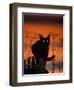 Black Domestic Cat, Silhoutte at Sunset with Eyes Reflecting Light-Jane Burton-Framed Premium Photographic Print