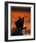 Black Domestic Cat, Silhoutte at Sunset with Eyes Reflecting Light-Jane Burton-Framed Premium Photographic Print