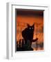 Black Domestic Cat, Silhoutte at Sunset with Eyes Reflecting Light-Jane Burton-Framed Premium Photographic Print