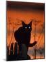 Black Domestic Cat, Silhoutte at Sunset with Eyes Reflecting Light-Jane Burton-Mounted Premium Photographic Print