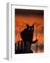 Black Domestic Cat, Silhoutte at Sunset with Eyes Reflecting Light-Jane Burton-Framed Photographic Print