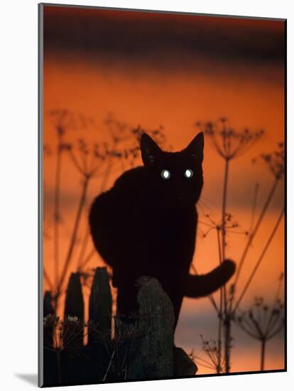 Black Domestic Cat, Silhoutte at Sunset with Eyes Reflecting Light-Jane Burton-Mounted Photographic Print