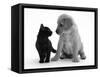 Black Domestic Kitten (Felis Catus) and Labrador Puppy (Canis Familiaris) Looking at Each Other-Jane Burton-Framed Stretched Canvas