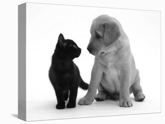 Black Domestic Kitten (Felis Catus) and Labrador Puppy (Canis Familiaris) Looking at Each Other-Jane Burton-Stretched Canvas