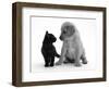 Black Domestic Kitten (Felis Catus) and Labrador Puppy (Canis Familiaris) Looking at Each Other-Jane Burton-Framed Premium Photographic Print