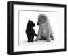 Black Domestic Kitten (Felis Catus) and Labrador Puppy (Canis Familiaris) Looking at Each Other-Jane Burton-Framed Premium Photographic Print