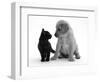 Black Domestic Kitten (Felis Catus) and Labrador Puppy (Canis Familiaris) Looking at Each Other-Jane Burton-Framed Premium Photographic Print