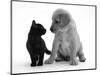 Black Domestic Kitten (Felis Catus) and Labrador Puppy (Canis Familiaris) Looking at Each Other-Jane Burton-Mounted Premium Photographic Print