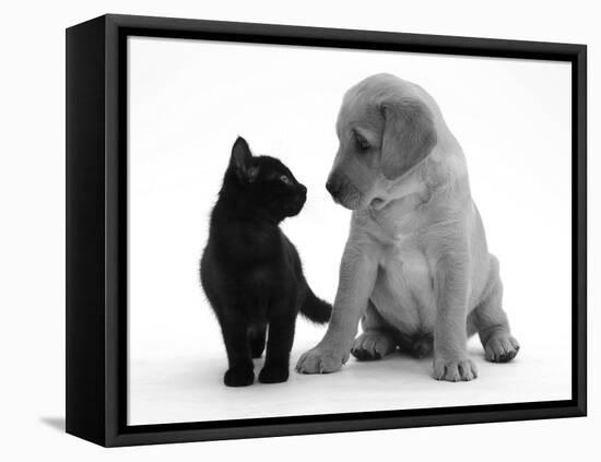 Black Domestic Kitten (Felis Catus) and Labrador Puppy (Canis Familiaris) Looking at Each Other-Jane Burton-Framed Stretched Canvas