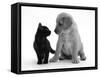 Black Domestic Kitten (Felis Catus) and Labrador Puppy (Canis Familiaris) Looking at Each Other-Jane Burton-Framed Stretched Canvas