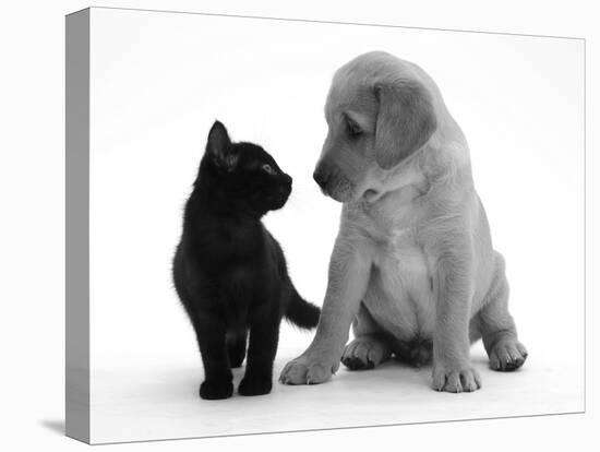 Black Domestic Kitten (Felis Catus) and Labrador Puppy (Canis Familiaris) Looking at Each Other-Jane Burton-Stretched Canvas