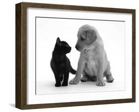 Black Domestic Kitten (Felis Catus) and Labrador Puppy (Canis Familiaris) Looking at Each Other-Jane Burton-Framed Photographic Print