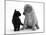 Black Domestic Kitten (Felis Catus) and Labrador Puppy (Canis Familiaris) Looking at Each Other-Jane Burton-Mounted Photographic Print