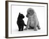 Black Domestic Kitten (Felis Catus) and Labrador Puppy (Canis Familiaris) Looking at Each Other-Jane Burton-Framed Photographic Print