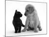 Black Domestic Kitten (Felis Catus) and Labrador Puppy (Canis Familiaris) Looking at Each Other-Jane Burton-Mounted Photographic Print