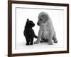 Black Domestic Kitten (Felis Catus) and Labrador Puppy (Canis Familiaris) Looking at Each Other-Jane Burton-Framed Photographic Print