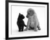 Black Domestic Kitten (Felis Catus) and Labrador Puppy (Canis Familiaris) Looking at Each Other-Jane Burton-Framed Photographic Print