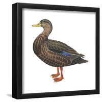 Black Duck (Anas Rubripes), Birds-Encyclopaedia Britannica-Framed Poster