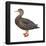 Black Duck (Anas Rubripes), Birds-Encyclopaedia Britannica-Framed Poster