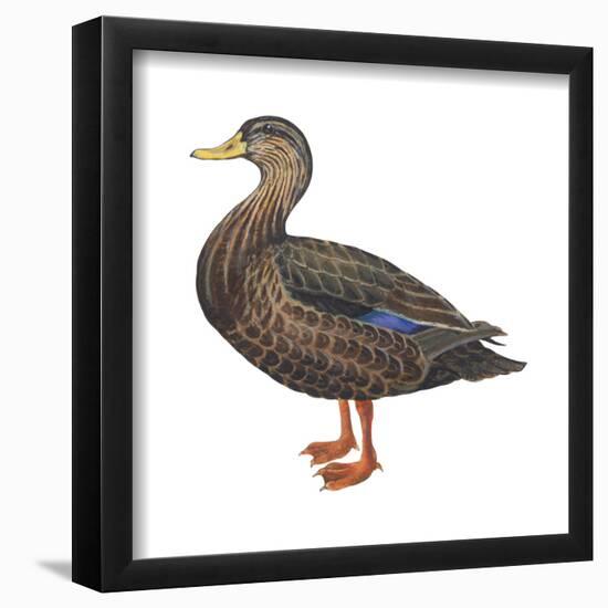 Black Duck (Anas Rubripes), Birds-Encyclopaedia Britannica-Framed Poster