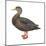 Black Duck (Anas Rubripes), Birds-Encyclopaedia Britannica-Mounted Poster