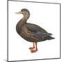 Black Duck (Anas Rubripes), Birds-Encyclopaedia Britannica-Mounted Poster