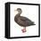 Black Duck (Anas Rubripes), Birds-Encyclopaedia Britannica-Framed Stretched Canvas