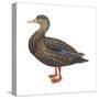 Black Duck (Anas Rubripes), Birds-Encyclopaedia Britannica-Stretched Canvas