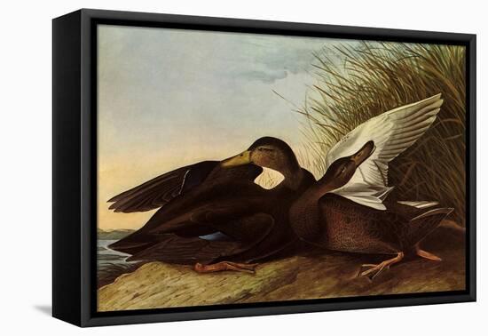 Black Ducks-John James Audubon-Framed Stretched Canvas