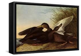 Black Ducks-John James Audubon-Framed Stretched Canvas