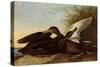 Black Ducks-John James Audubon-Stretched Canvas