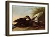 Black Ducks-John James Audubon-Framed Premium Giclee Print