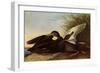 Black Ducks-John James Audubon-Framed Premium Giclee Print