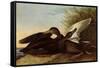 Black Ducks-John James Audubon-Framed Stretched Canvas