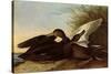 Black Ducks-John James Audubon-Stretched Canvas