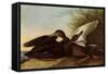 Black Ducks-John James Audubon-Framed Stretched Canvas