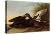 Black Ducks-John James Audubon-Stretched Canvas