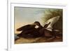 Black Ducks-John James Audubon-Framed Giclee Print