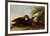 Black Ducks-John James Audubon-Framed Giclee Print