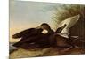 Black Ducks-John James Audubon-Mounted Giclee Print