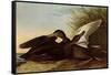 Black Ducks-John James Audubon-Framed Stretched Canvas