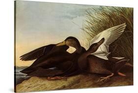 Black Ducks-John James Audubon-Stretched Canvas