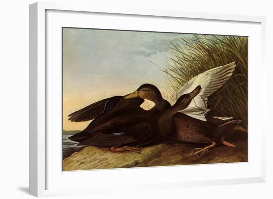 Black Ducks-John James Audubon-Framed Giclee Print