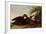 Black Ducks-John James Audubon-Framed Giclee Print